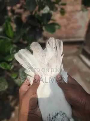 Bird for sale