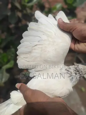 Bird for sale