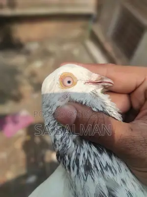 Bird for sale
