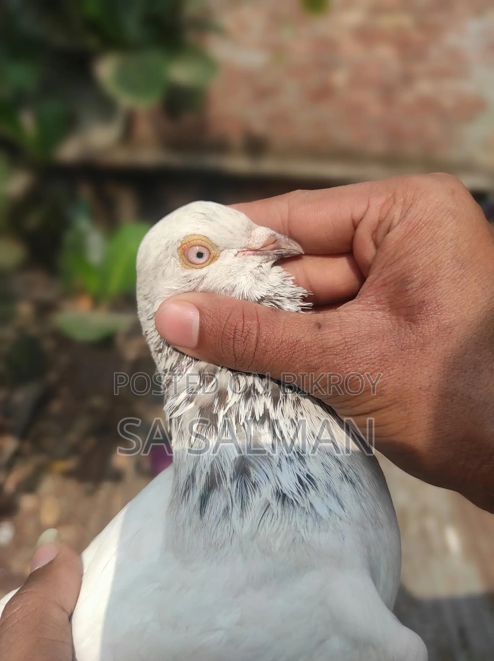 Bird for sale