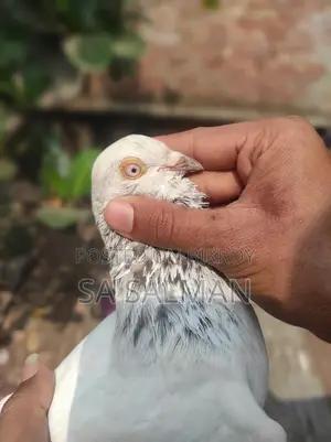 Bird for sale