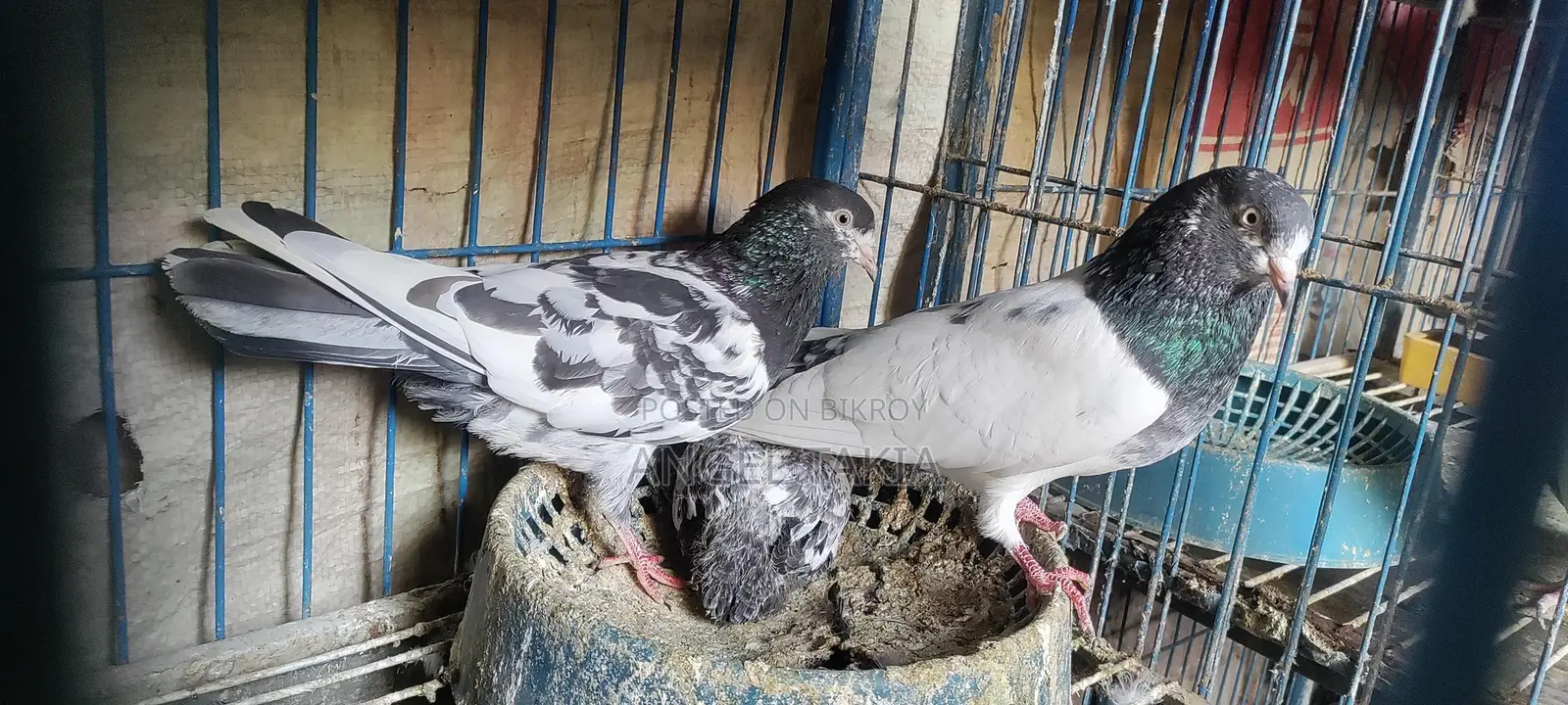 Teady Pair