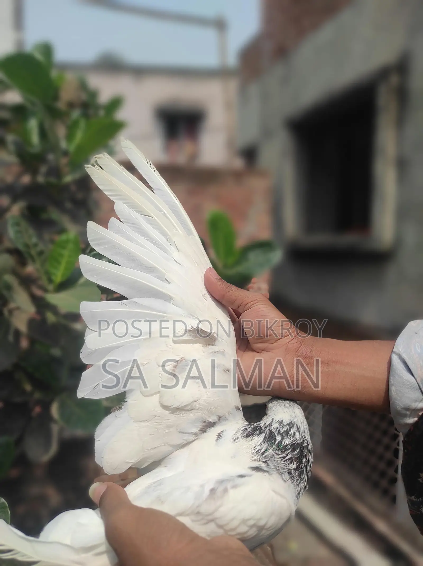 Bird for sale