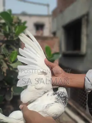 Bird for sale