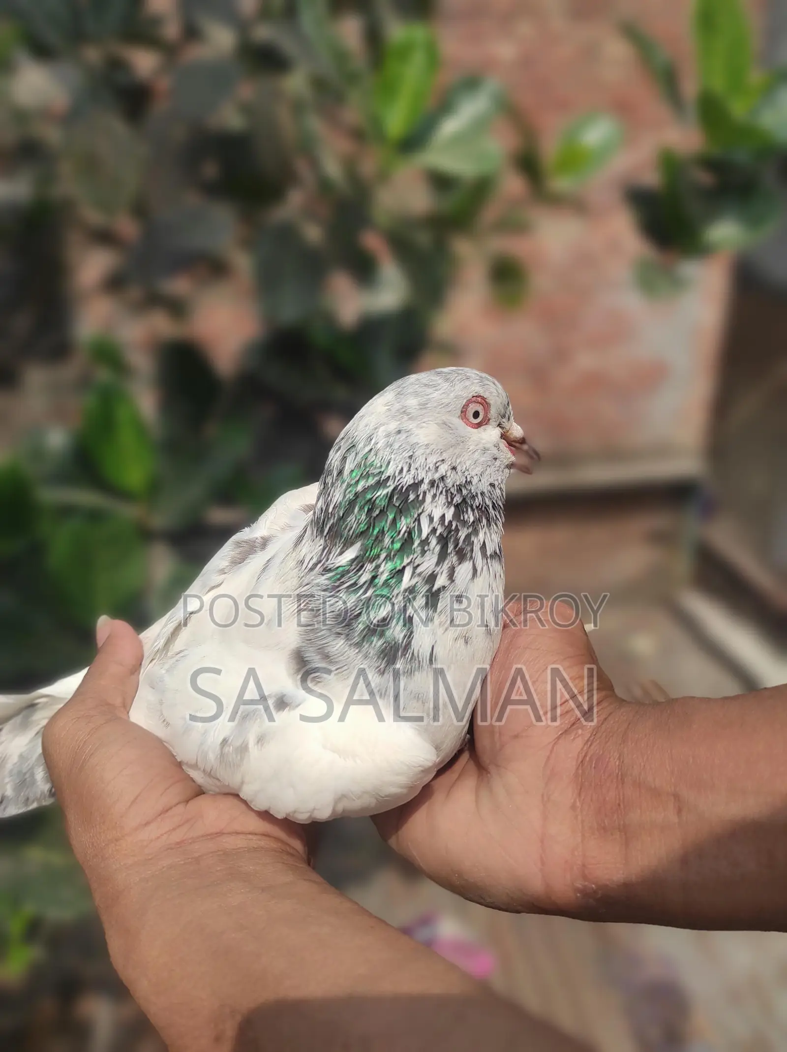 Bird for sale