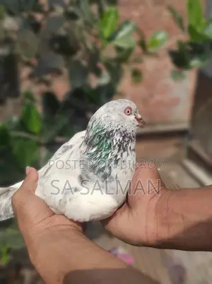 Bird for sale