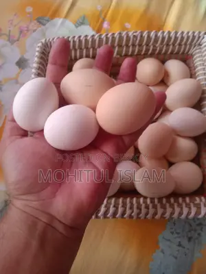 Fayoumi Chicken Eggs