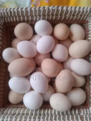 Fayoumi Chicken Eggs