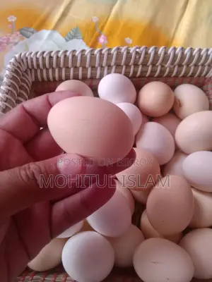 Fayoumi Chicken Eggs