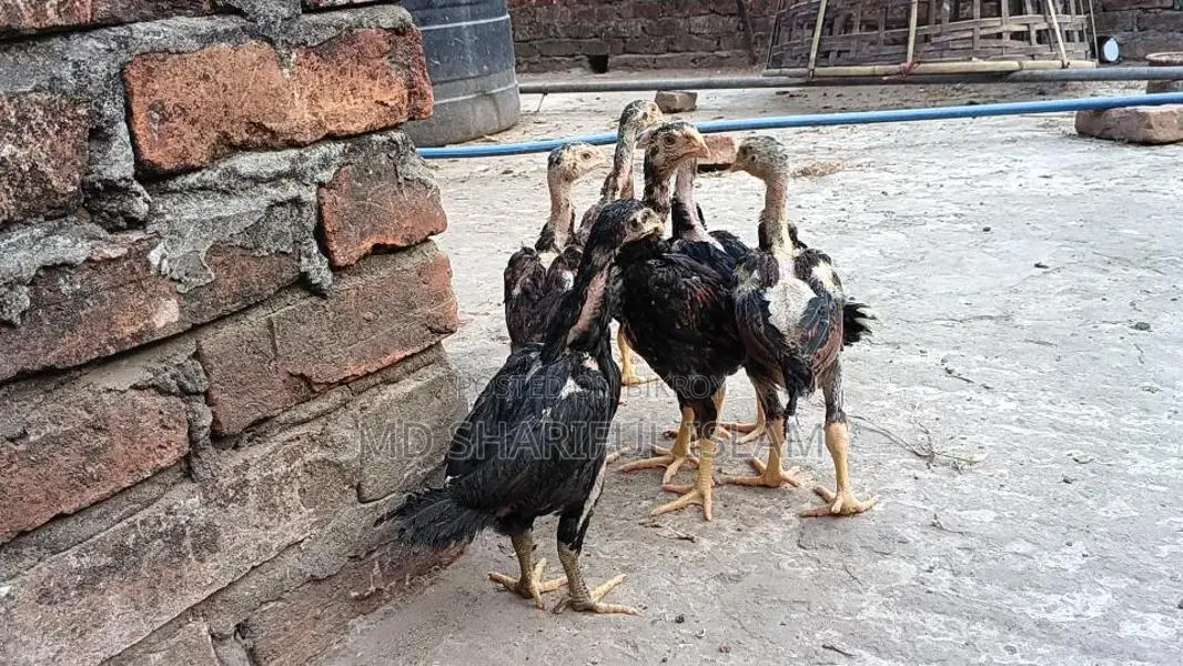 আসিল মুরগীর বাচ্চা