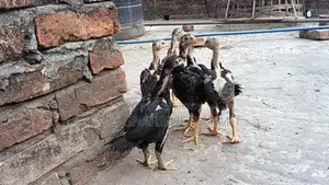 আসিল মুরগীর বাচ্চা