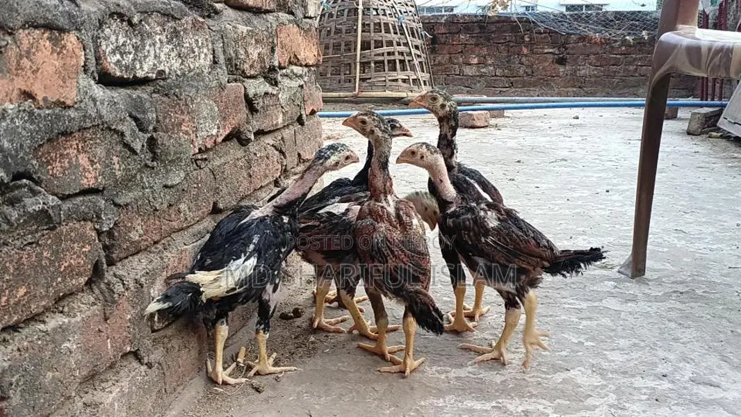আসিল মুরগীর বাচ্চা