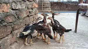 আসিল মুরগীর বাচ্চা