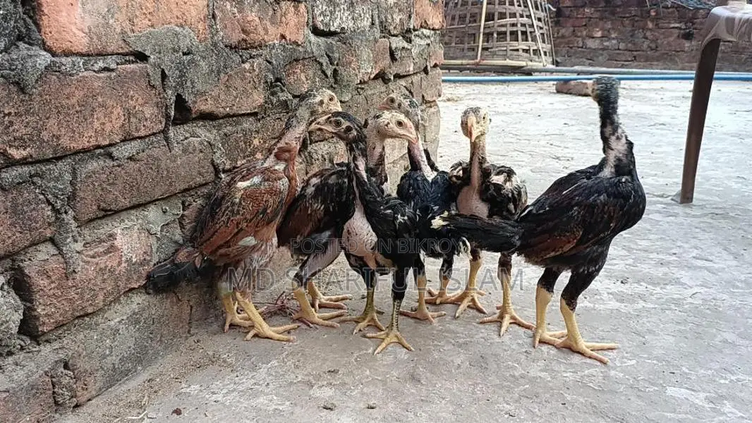 আসিল মুরগীর বাচ্চা