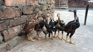 আসিল মুরগীর বাচ্চা