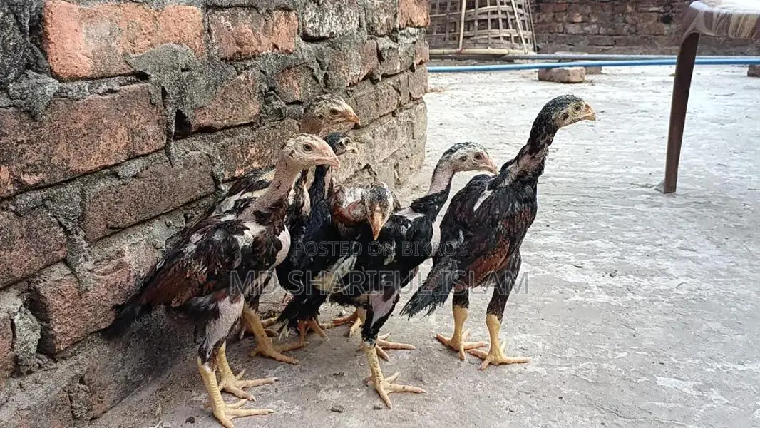 আসিল মুরগীর বাচ্চা
