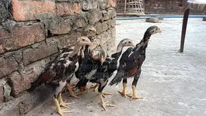 আসিল মুরগীর বাচ্চা