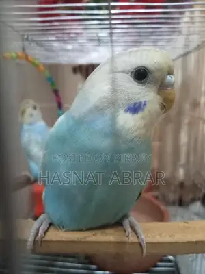 বাজরিগার রেইনবো