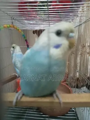 বাজরিগার রেইনবো