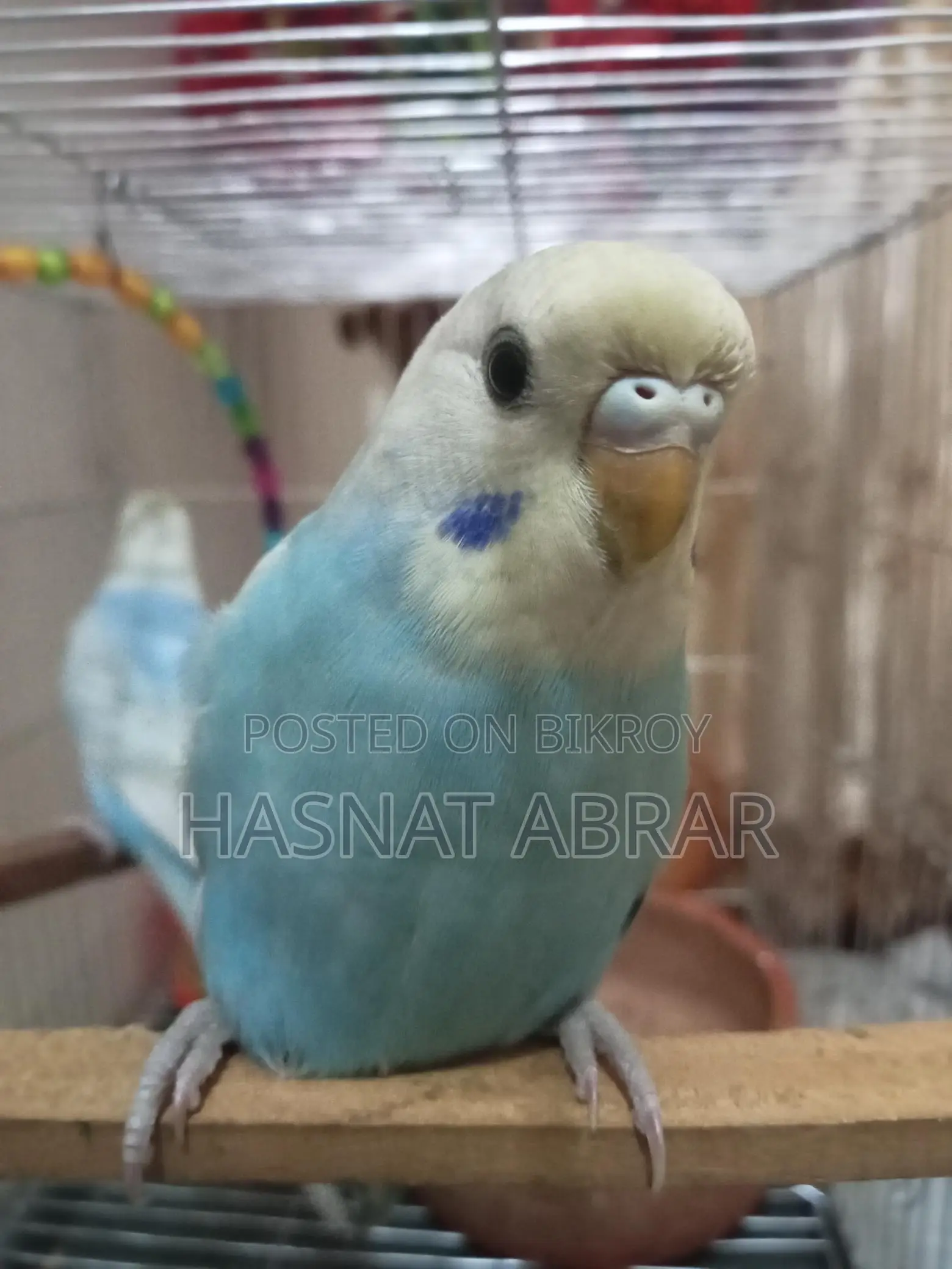 বাজরিগার রেইনবো