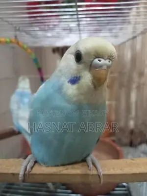 বাজরিগার রেইনবো