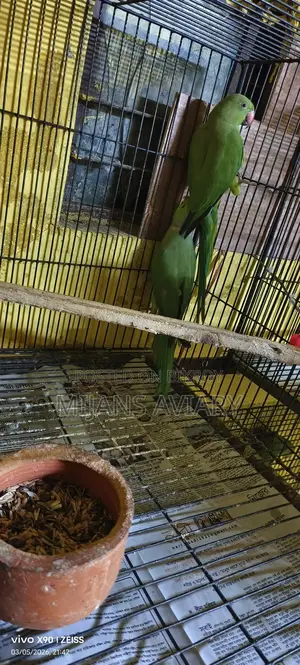 ইন্ডিয়ান রিংনেক পেয়ার