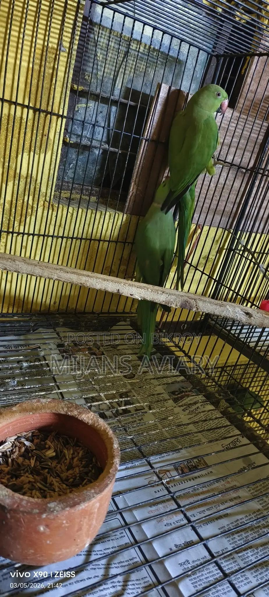 ইন্ডিয়ান রিংনেক পেয়ার