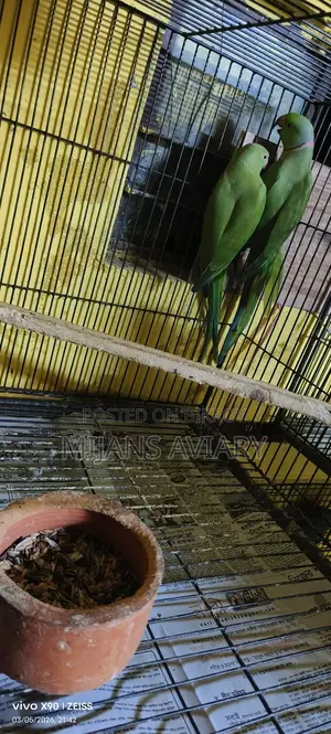 ইন্ডিয়ান রিংনেক পেয়ার