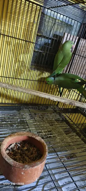 ইন্ডিয়ান রিংনেক পেয়ার