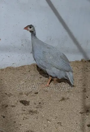 Guinea Fowl