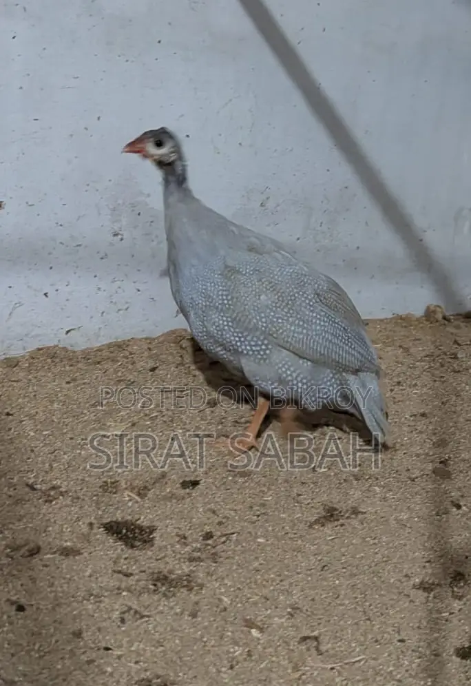 Guinea Fowl