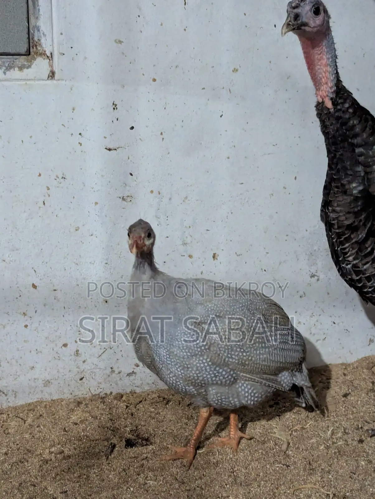 Guinea Fowl