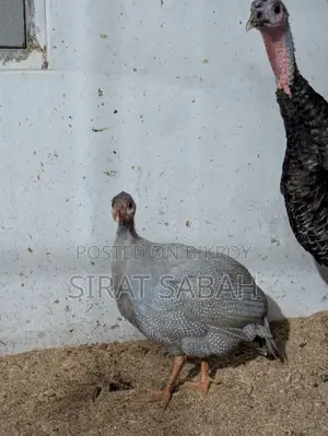 Guinea Fowl