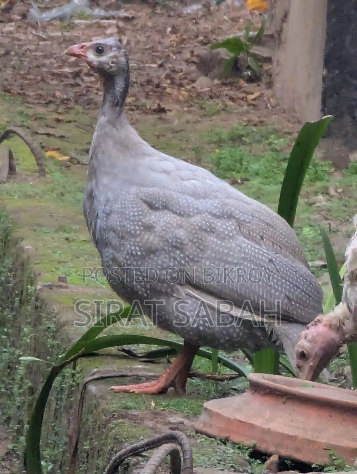 Guinea Fowl