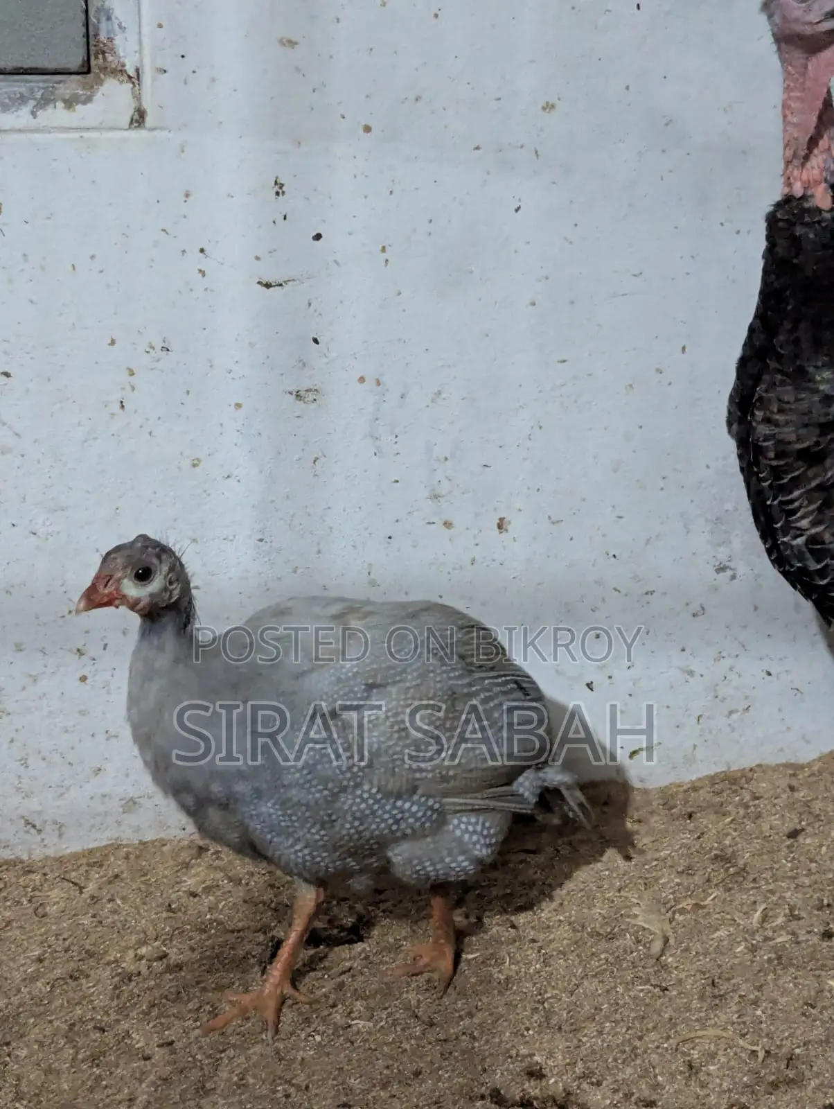 Guinea Fowl