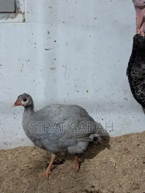 Guinea Fowl