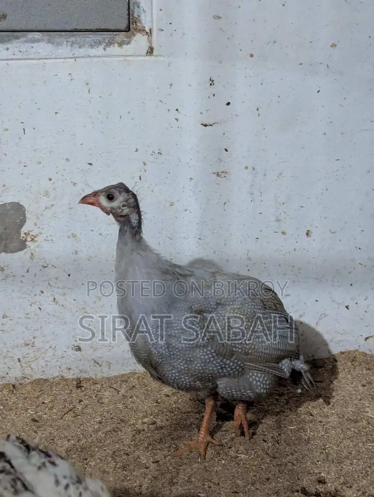 Guinea Fowl
