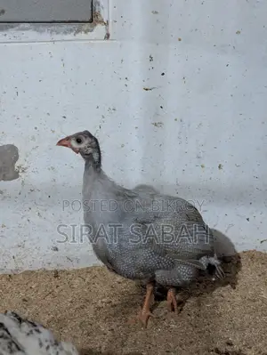 Guinea Fowl