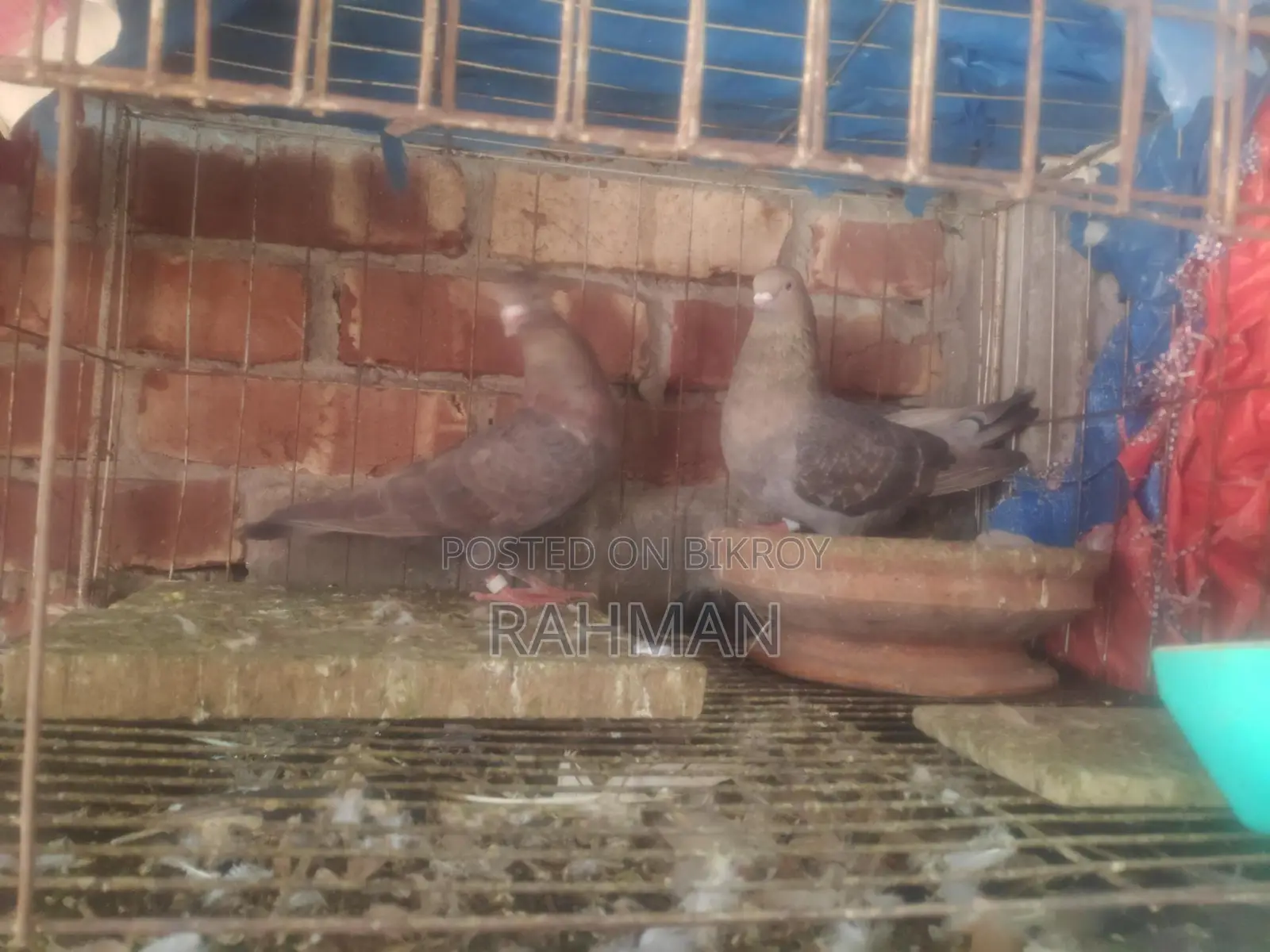 অ্যানডোলজিয়ান সেমিরেসার জোড়া সেল!
