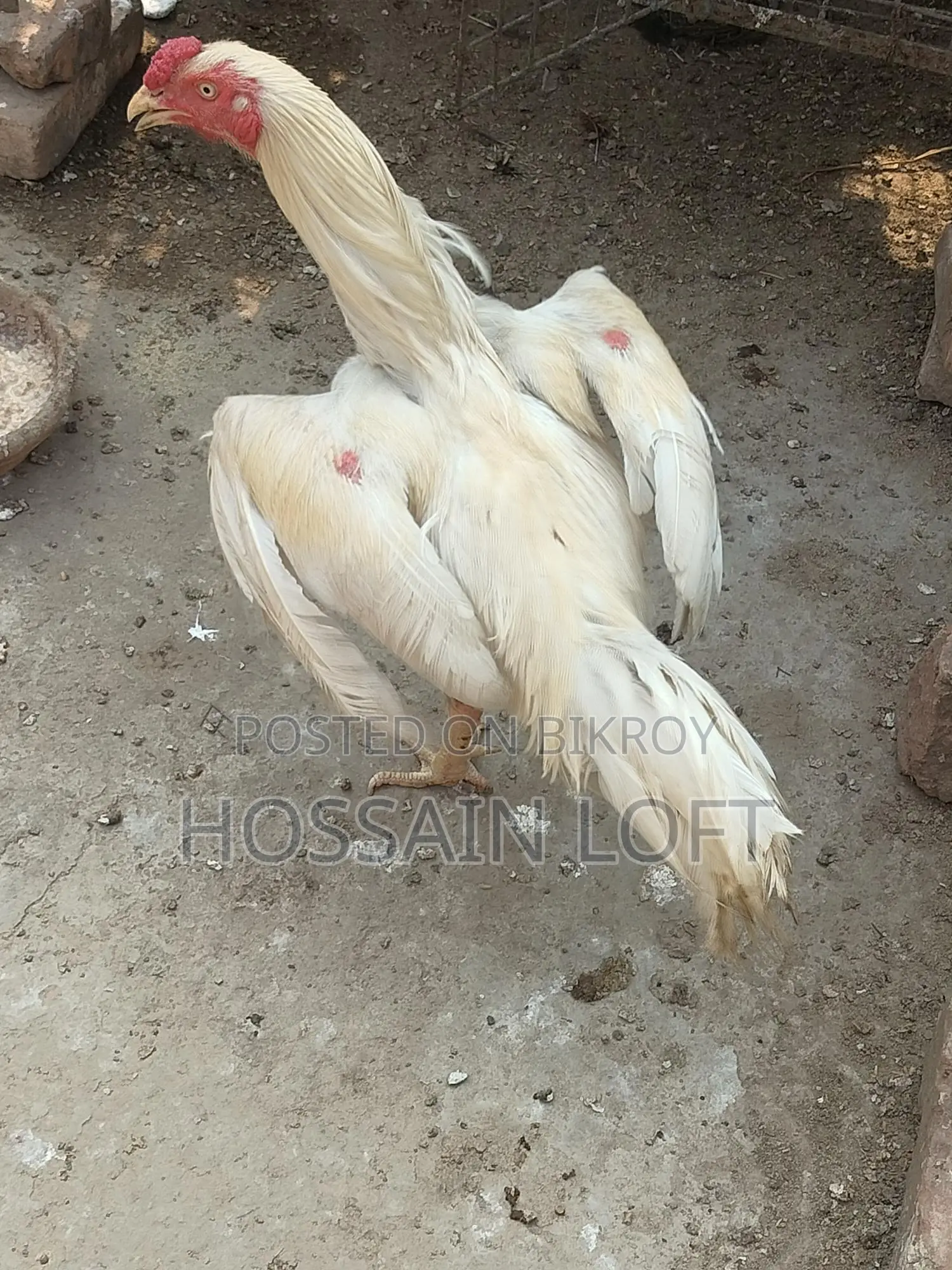 সরাইল / আচিল মোরগ