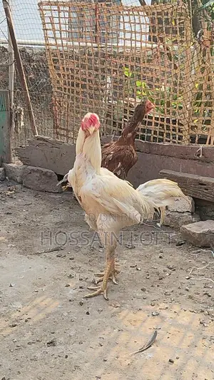 সরাইল / আচিল মোরগ