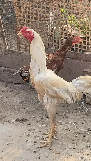 সরাইল / আচিল মোরগ