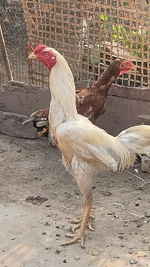 সরাইল / আচিল মোরগ