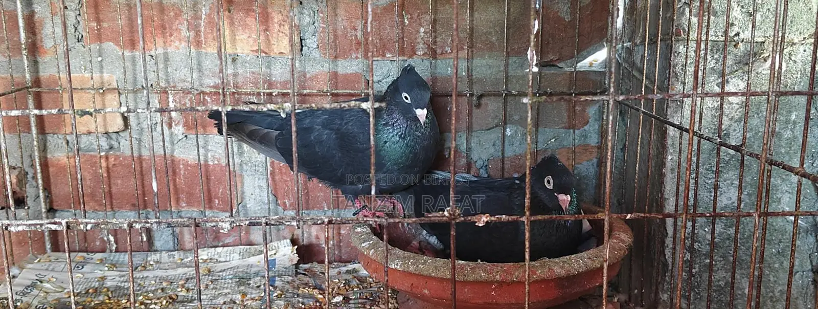 Moyna Jhak Pigeons