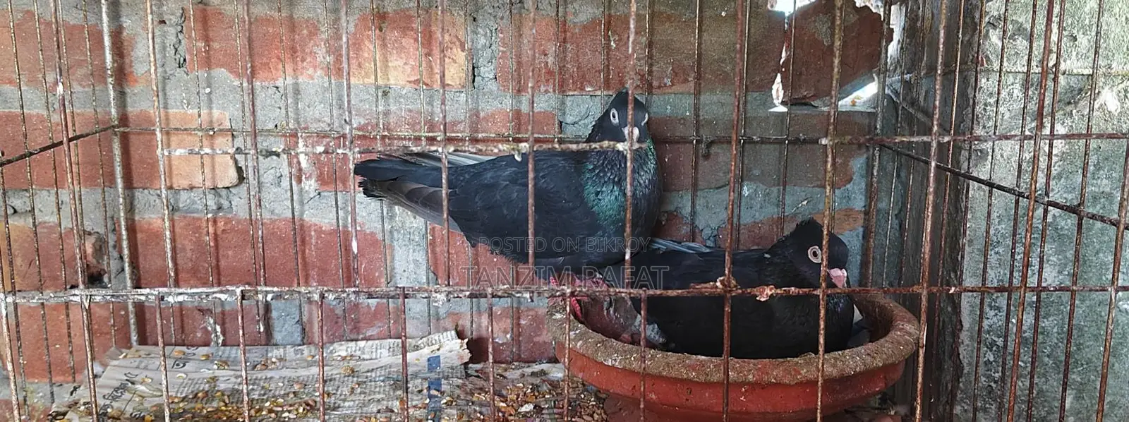 Moyna Jhak Pigeons
