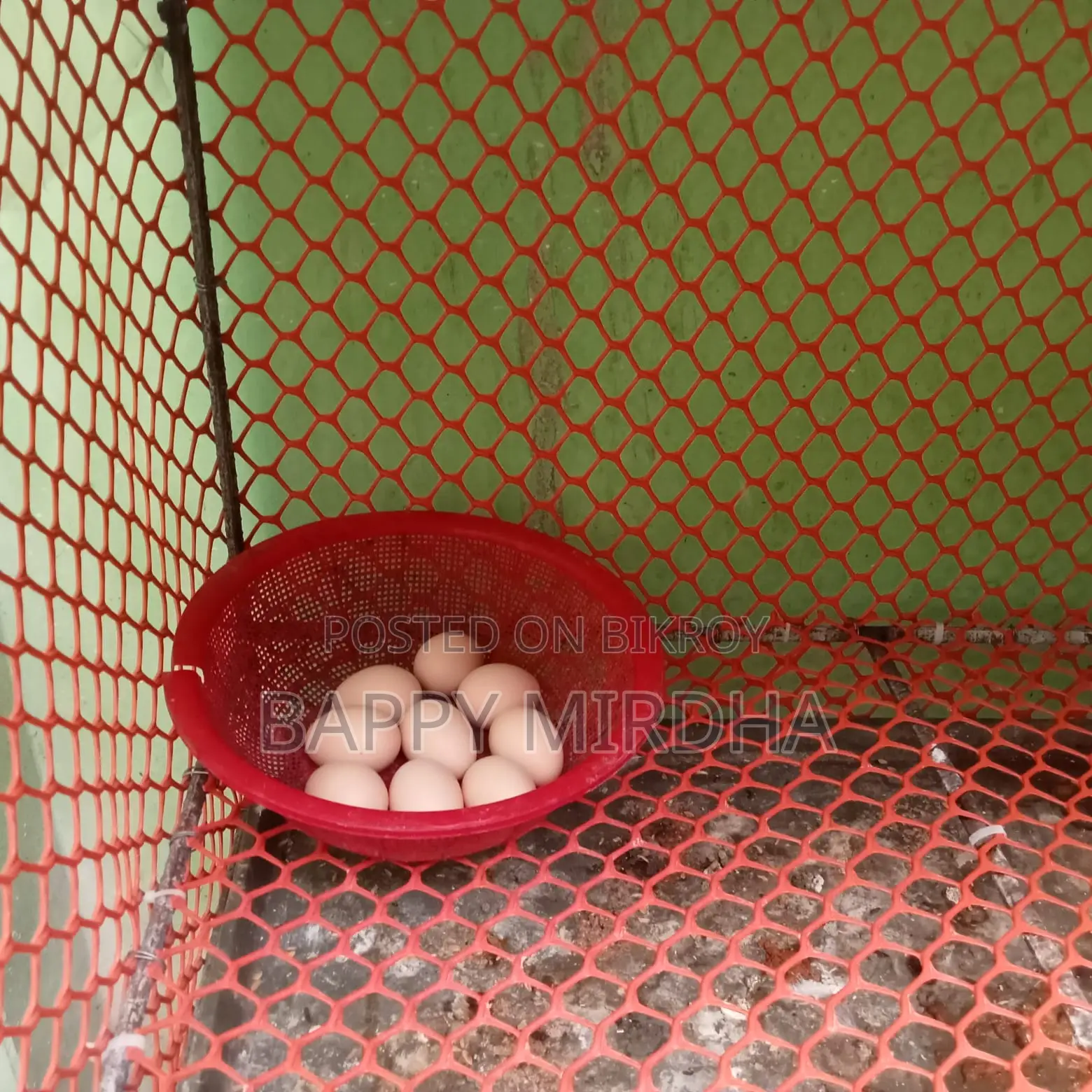 Silkie Chicken Hatching Eggs for Sale