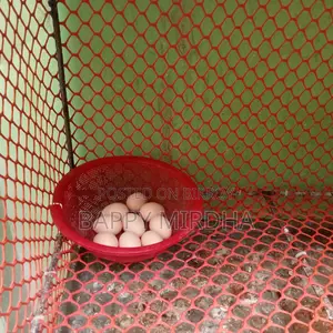 Silkie Chicken Hatching Eggs for Sale