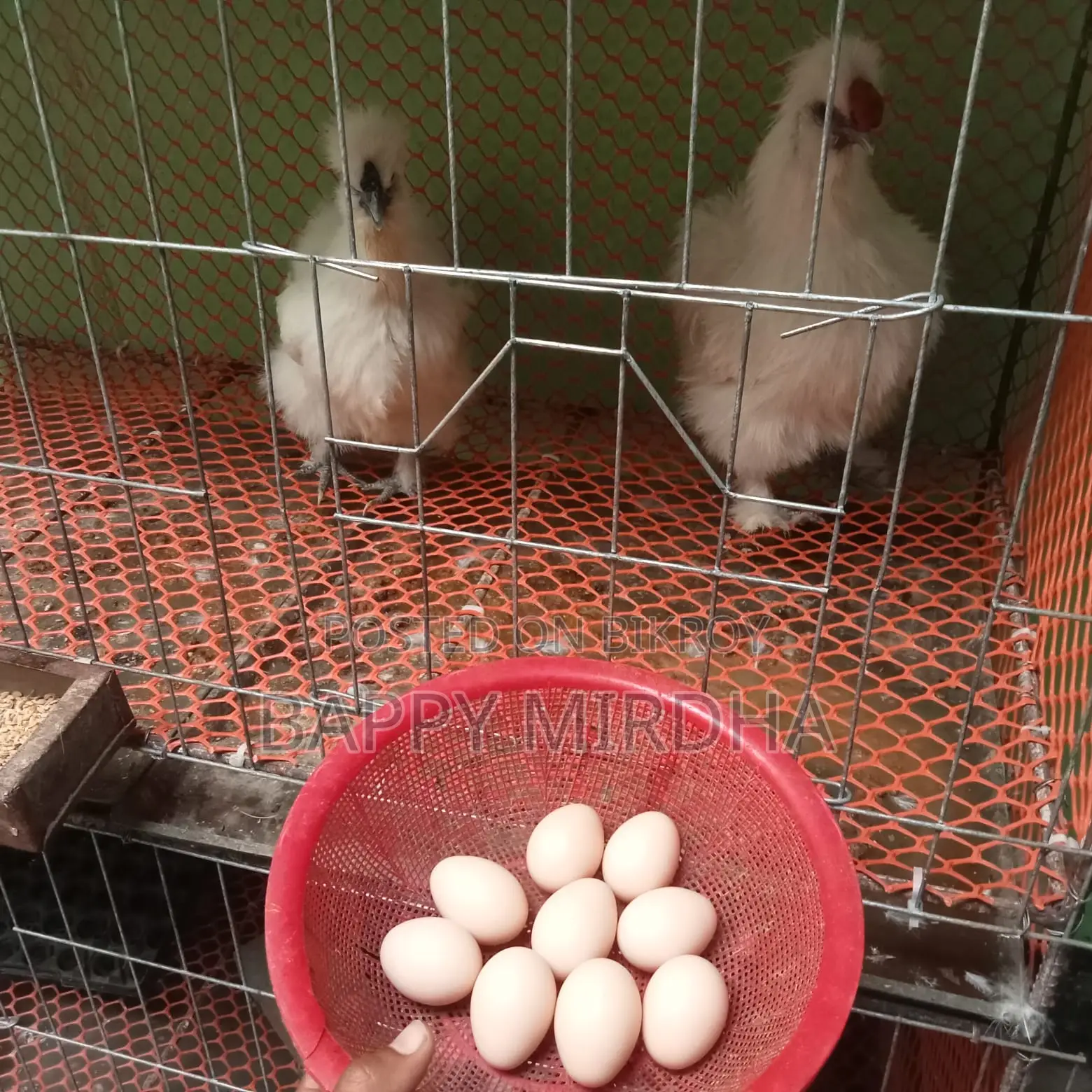 Silkie Chicken Hatching Eggs for Sale