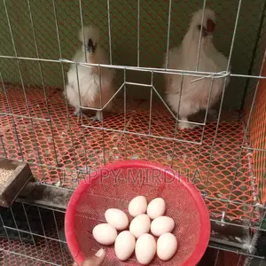 Silkie Chicken Hatching Eggs for Sale