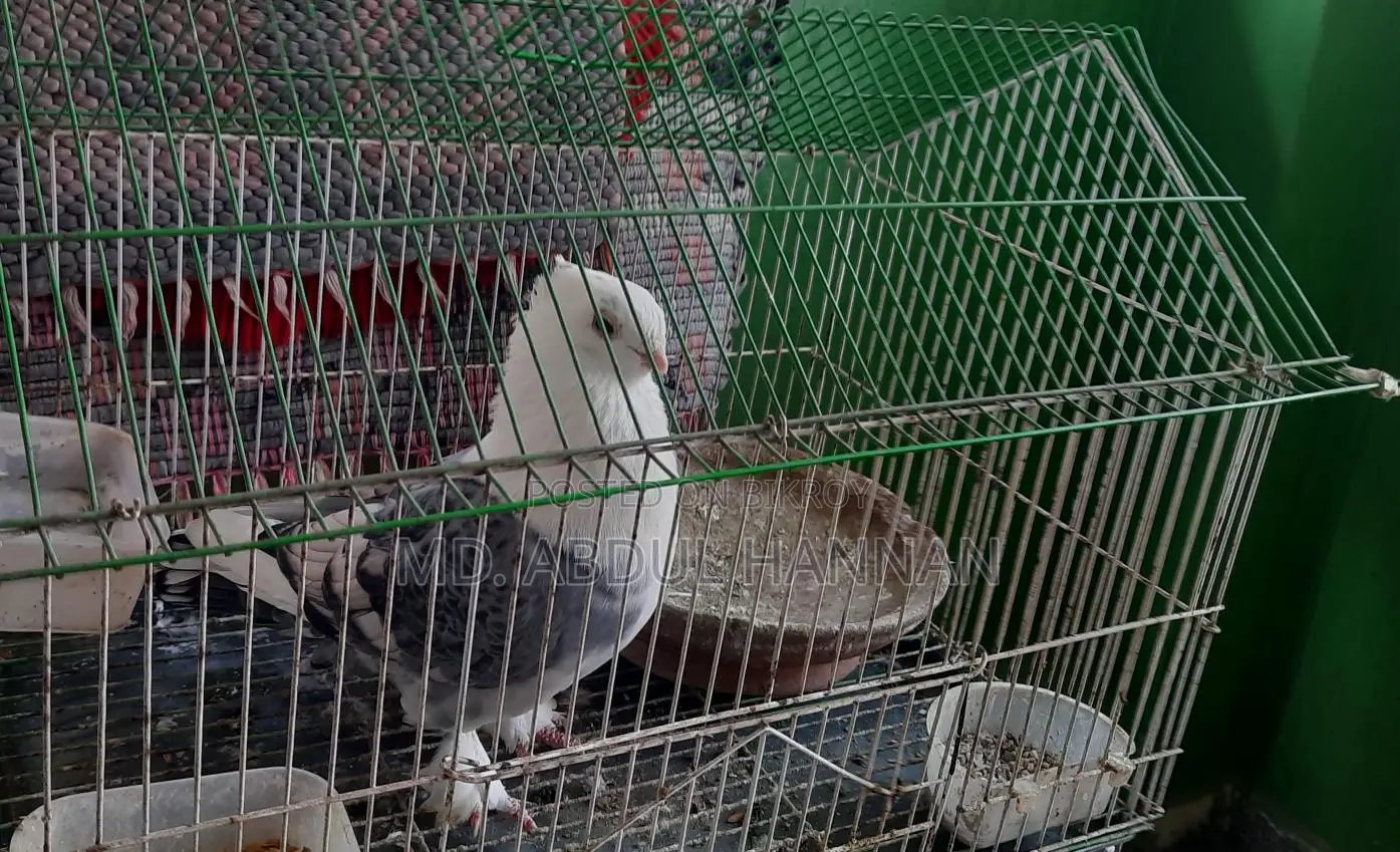 Satin Pigeon with Cage